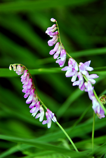 Purple Flowers