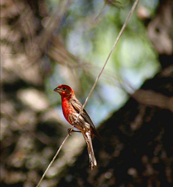 Juvenile Summer Tanager?