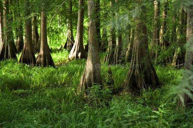 Lake Martin Bird Sanctuary