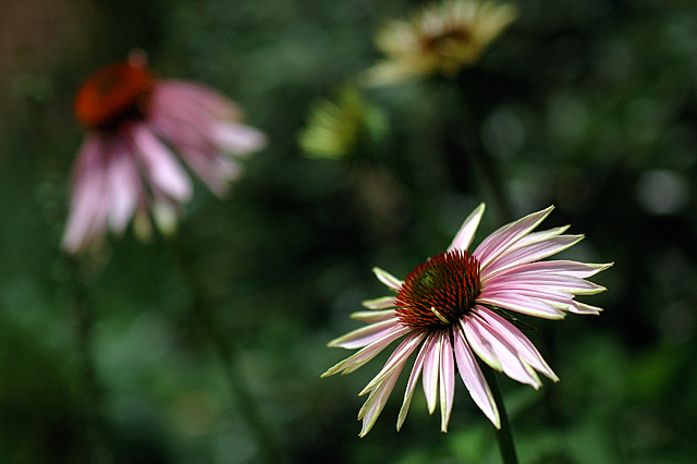 Coneflowers