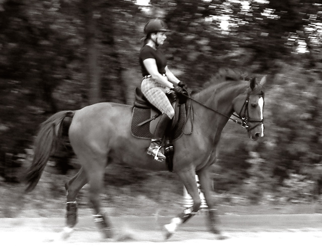 dressage rider