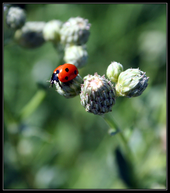 Lucky Ladybug