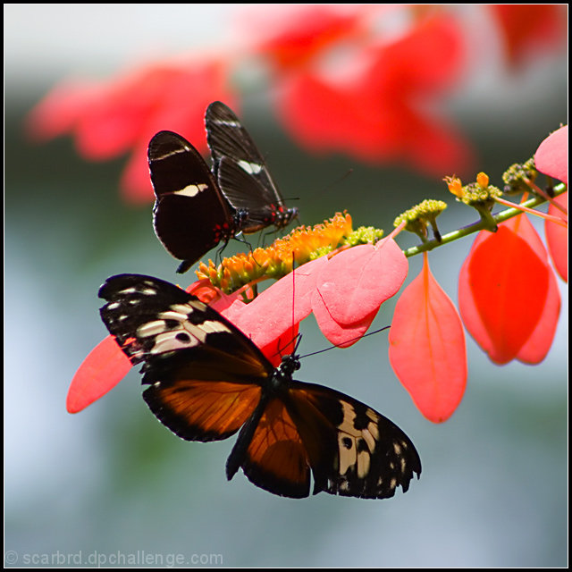 "Three Butterflies Together Mean Good Luck"