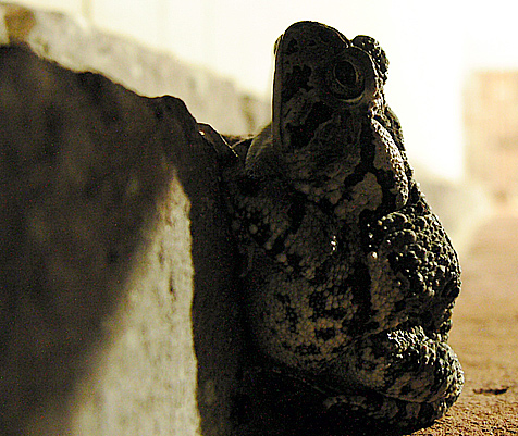 Toads give you warts