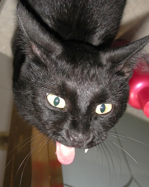 Black Cats Aren't Bad Luck...REALLY!