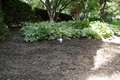 LightBulb Blooming in the Garden
