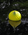 Chihuly Onion