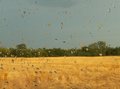 wheat field through glass