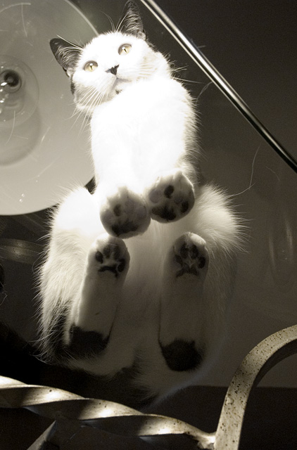 Cat on Glass