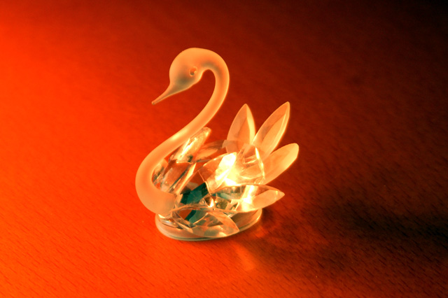 Swan with the light of a candle