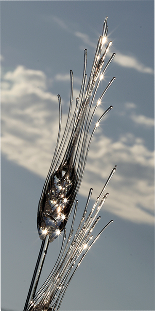 Sparkling Wheat