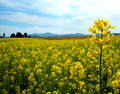 Field of Flowers