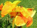 Spotted Canna