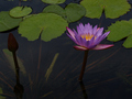 Water Lilly