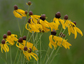 Flower Dance