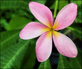 Nature's Propeller