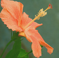 Hibiscus Bloom