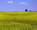 Canola