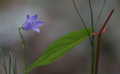e-deruwaisu (alpine flower)