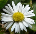 tiny daisy