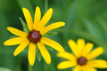 Black-Eyed Susan