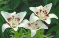 Star Gazer Lilies