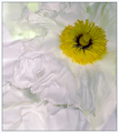 White Poppy