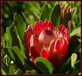 Protea Neriifolia