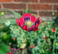 Poppy in the garden