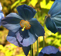 Meconopsis - Blue poppy