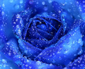 Blue rose