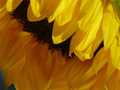 Yellow Sunflower