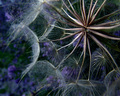 Tragopogon dubius in Lavendar and Green