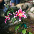 Stargazer Lily