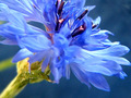 Cornflower