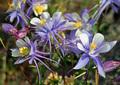 Treeline Columbine