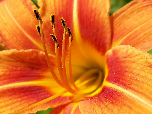 Tiger Tails
