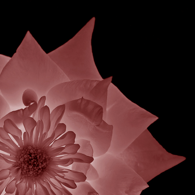 Pink Rising
