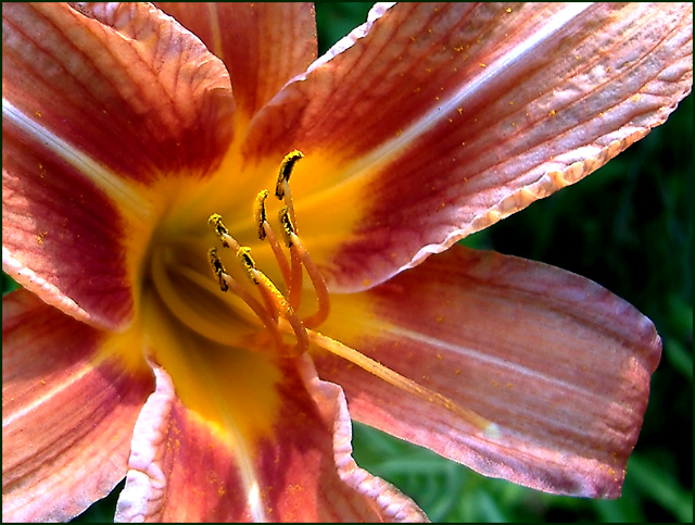 daylily