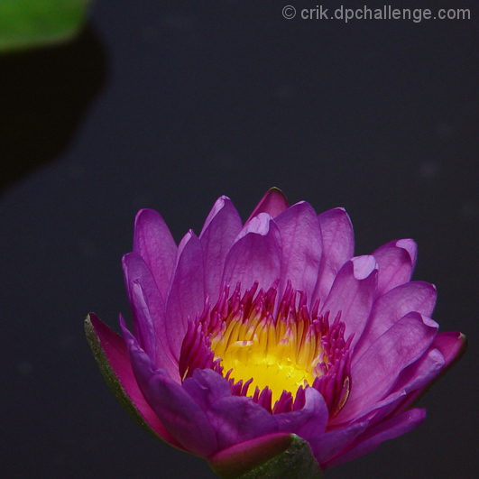 Lotus