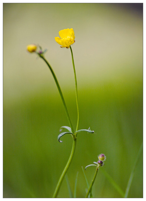 Ranunculus Acris (Buttecup)