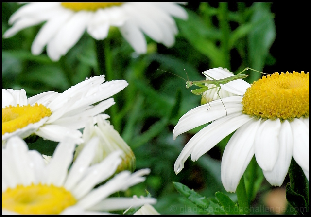 Dangerous Daisies