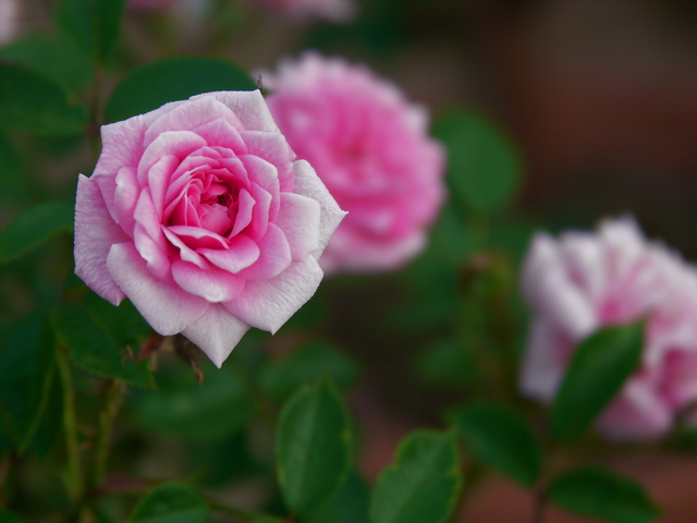 Pink Rose