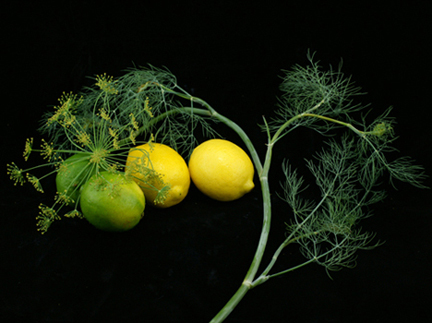 Flowering Dill