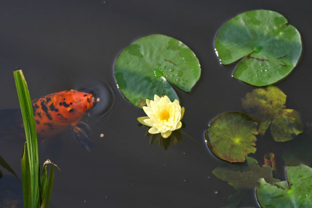 Pond Life