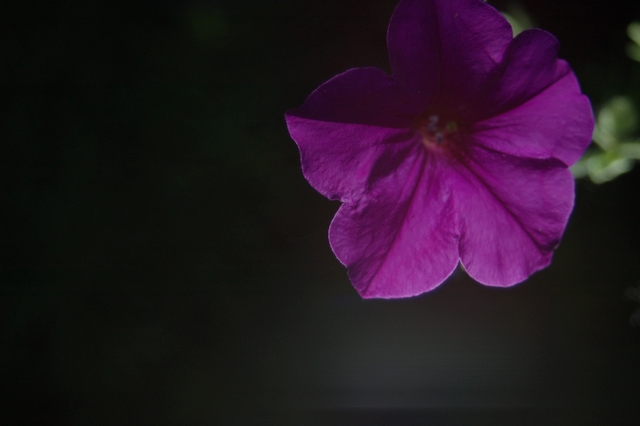 Pretty in Purple
