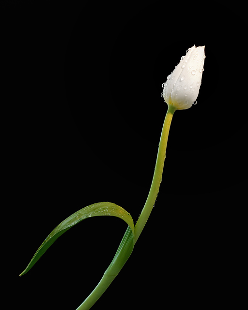 White Tulip