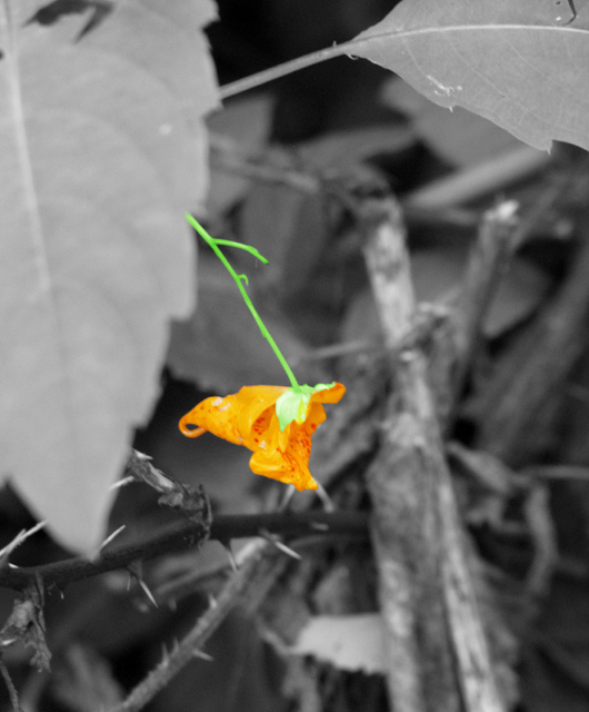 Still bright in the midst of it's on death