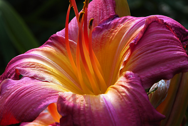 Daylily