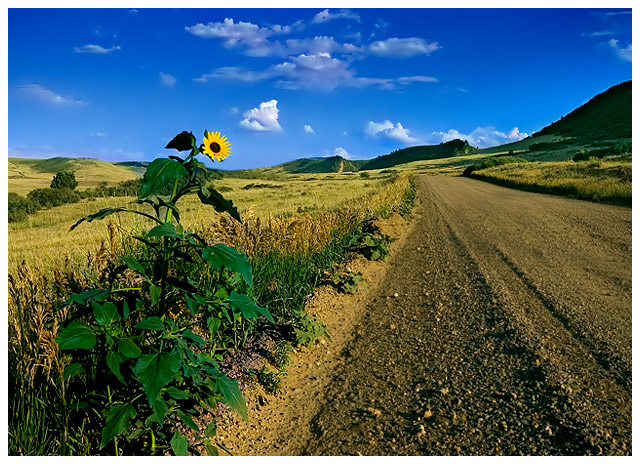 Under the Tuscan Sunflower